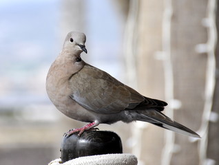 A brown dove sitting on a post by a street