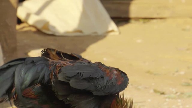 Roosters circling and attacking each other at cockfight in Thailand