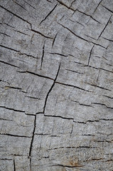 wood section texture