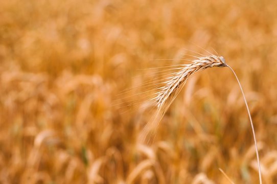 Detail of wheat spike ready to be harvested with blurred wheat field in background. Selective focus. Space on left side