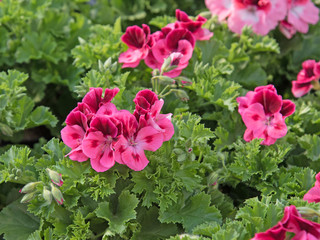 Pelargonien, Pelargonium, Geranien