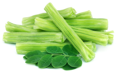 Edible moringa oleifera with green leaves