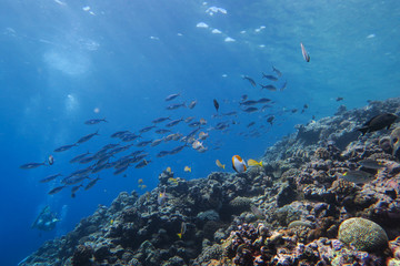 coral reef fish
