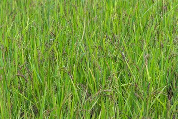 fresh riceberry in ricefield