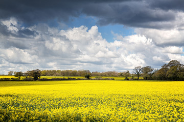 Obraz premium A field of rape flowers