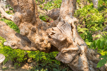 Plumeria (frangipani) tree