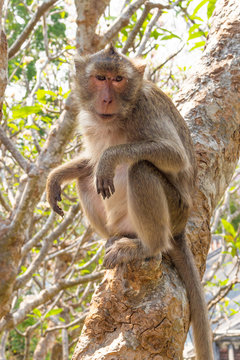 Long-tailed macaque monkey
