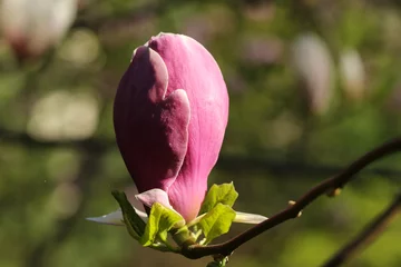 Photo sur Plexiglas Magnolia Single pink magnolia tree blossom close up