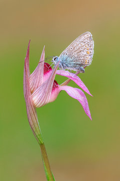 Orchidea con farfalla