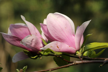 Couple of pink magnolia tree blossom close up