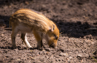 ein junges Wildschwein, ein Frischling auf der Nahrungssuche