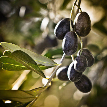 Selective Focus on Tuscan Olives, Italy