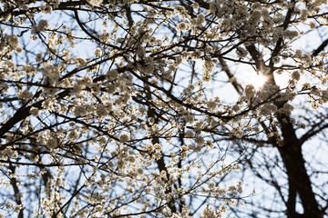 Obraz premium Arbre en fleur au printemps