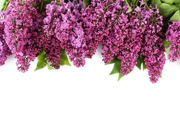 Purple lilac flowers isolated on white