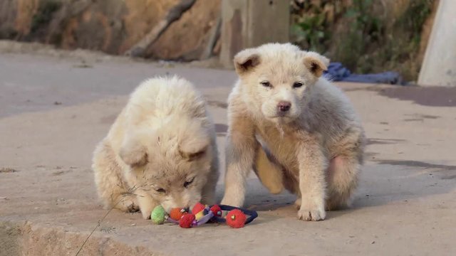 Stray dog ,Homeless puppy in Thailand
