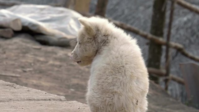 Stray Dog ,homeless Puppy
