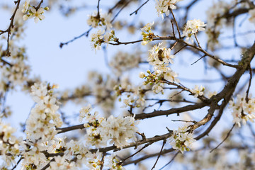 Abeille sur une fleur d'arbre