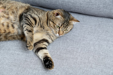 Beautiful cat lying on the grey sofa