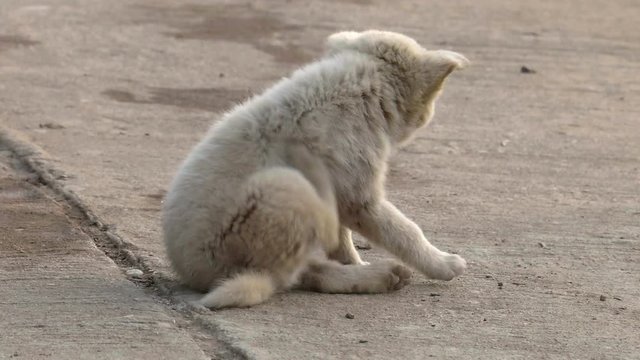 Stray dog ,Homeless puppy in Thailand