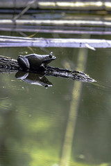 bullfrog on a log with reflection - vertical