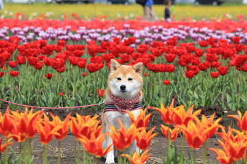 おすまし柴犬とフライアウェイ（チューリップ）