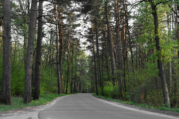 road in the woods