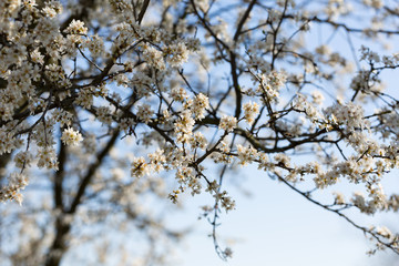 Arbre en fleur au printemps