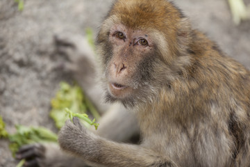 macaque posing with his meal