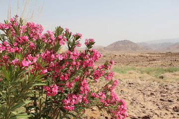 Plante rose dans le désert en Jordanie