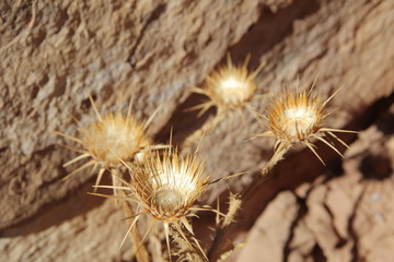 Fleurs de montagne dans le désert du Wadi Rum en Jordanie