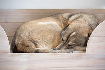 Fototapeta premium Dog sleeping