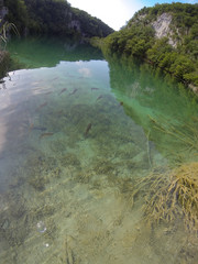 Fish in Plitvice lake, Croatia