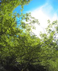 Beautiful sunny day in the forest