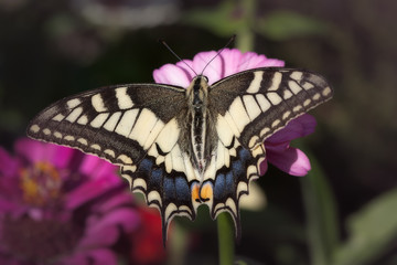 Butterfly eating nectar and pollen in a flower