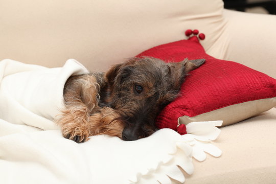 Cane bassotto stanco riposa sul divano