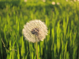 One white fluffy dandelion on the green grass in the sun