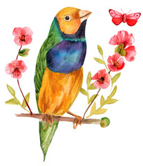 Watercolor drawing of finch on branch of flowering quince
