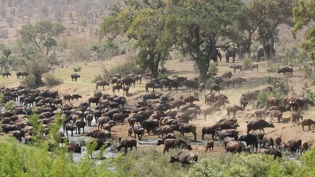 Large herd of African buffaloes (Syncerus caffer) gathering at a river to drink, Kruger National Park, South Africa
