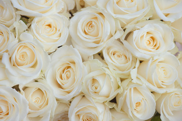 Fototapeta na wymiar Wedding bouquet of white flowers. White roses.
