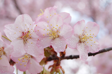 さくら　桜　春　北海道