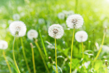 White dandelions on the green lawn