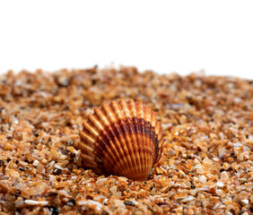 Seashell on sand