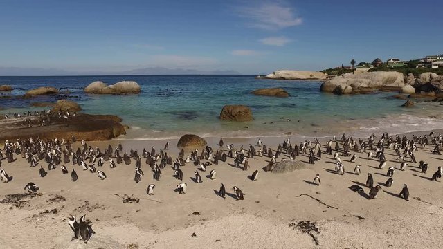 Colony of African penguins (Spheniscus demersus), Boulders beach, Western Cape, South Africa 