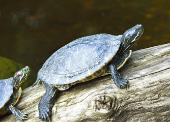 turtles sitting on a branch in a pond