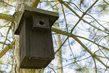 square box for birds on pine