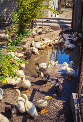 Group of yellow and brown domestic ducklings drinking water from a puddle, at farm