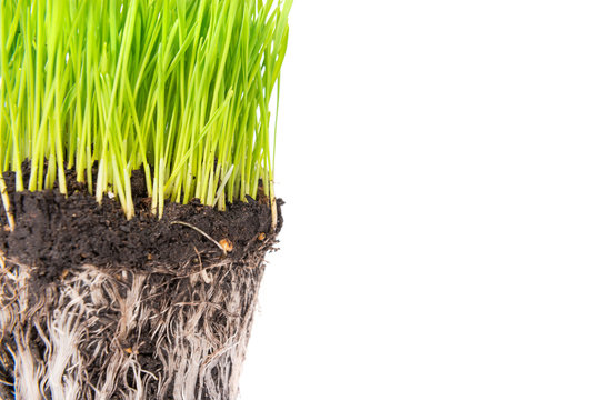 Green grass and soil from a pot with plant roots isolated on white background. Macro shot with copyspace
