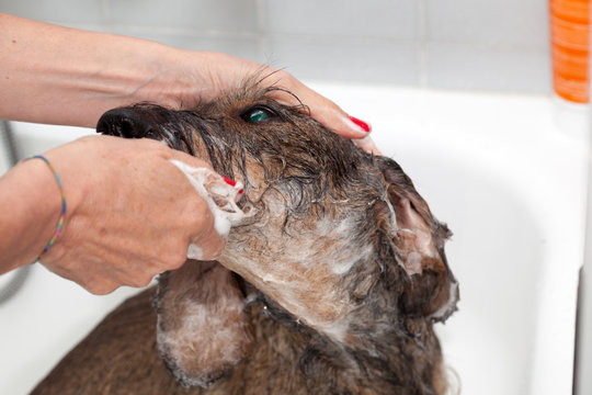 Toelettatura e bagno cane bassotto