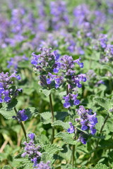 Catmint 