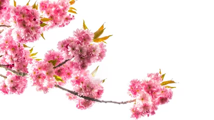 Papier Peint photo autocollant Fleur de cerisier kirschblütenzweig